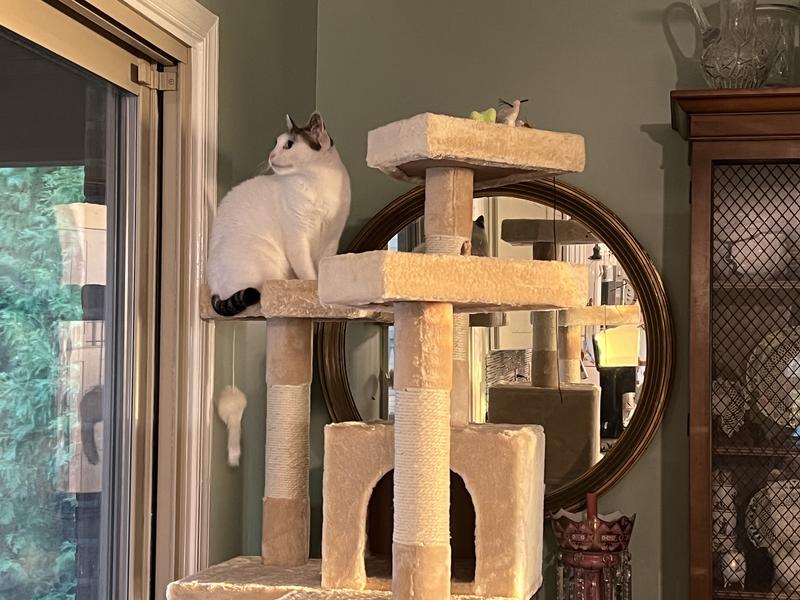 Go Pet Club 72"Cat Tree Condo with Two Ladders, Black Petco