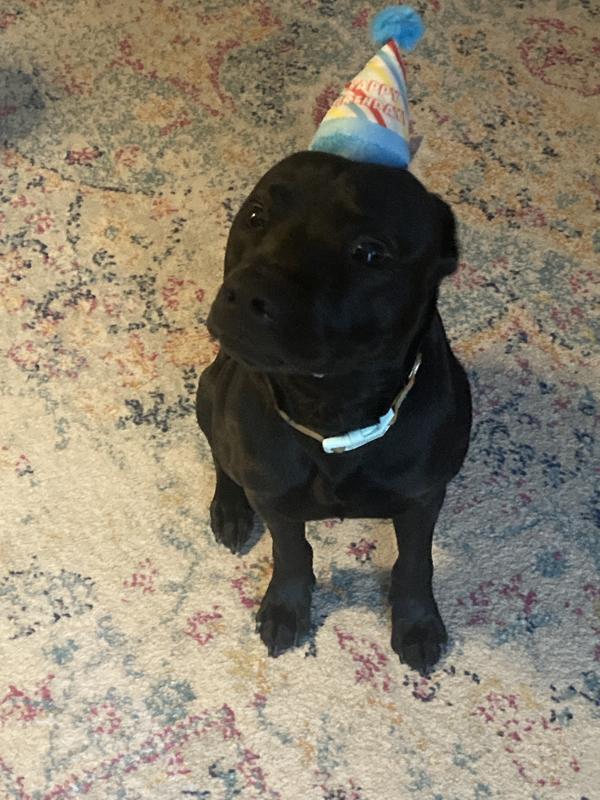 Petco shop birthday hat