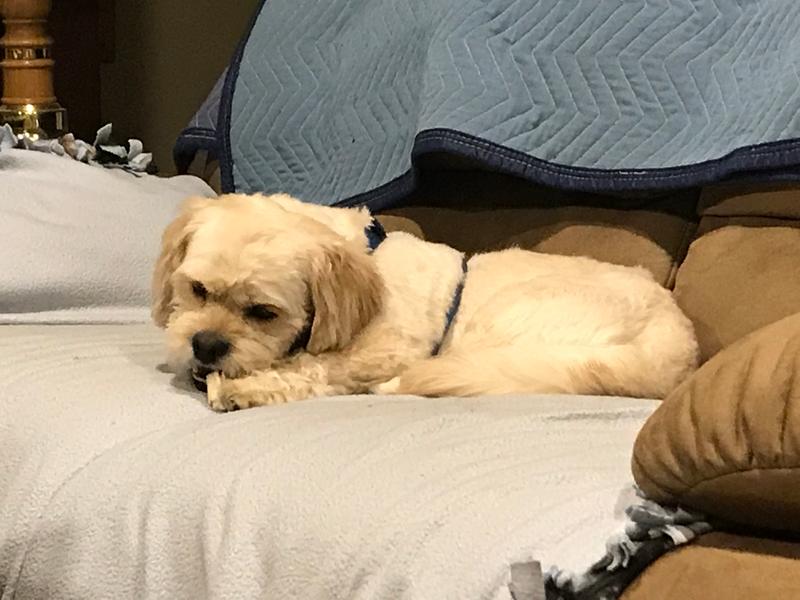 Tucker loving his split antler