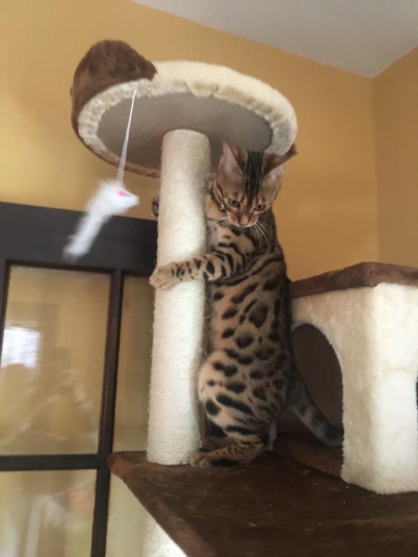 Go Pet Club 85" Beige & Brown Cat Tree with Dish
