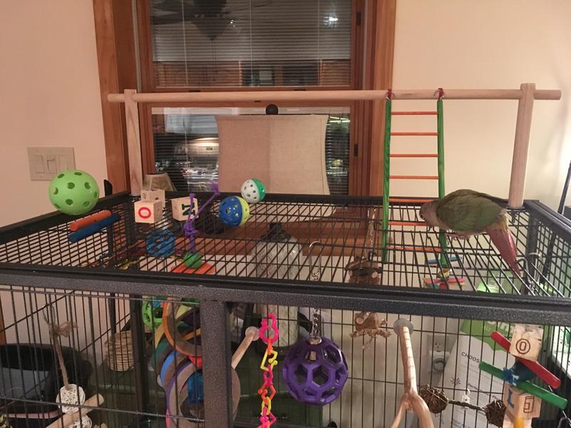 Mango closing the roof access door so she can play on her ladder.