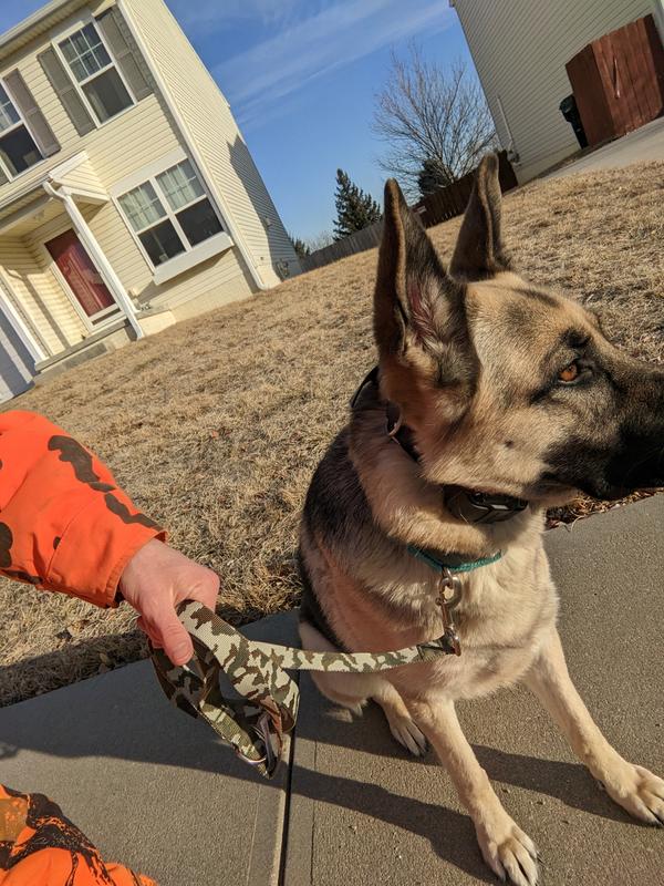 YOULY The Legend Camo Print Dog Collar, Small