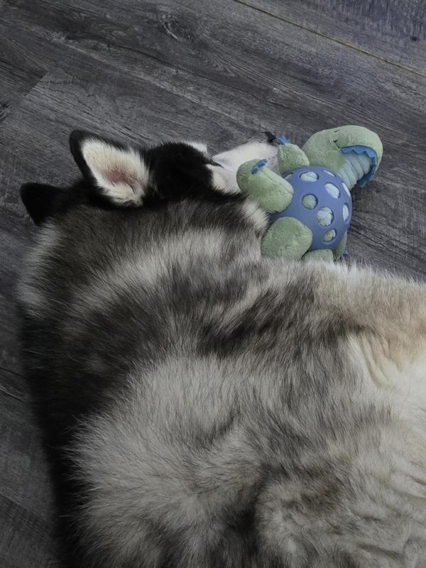 Loki snuggling with new toy