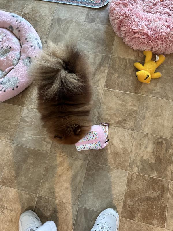 Toy deserves a few sniffs