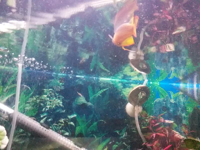Thanks to Chemipure Elite. . . I can now see the inhabitants of my aquarium.!!.!.!!. LoL