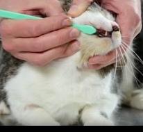 petco cat toothbrush