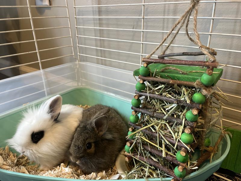 Oxbow Enriched Life Apple Stick Rabbit Hay Feeder 0.036 cu. in. Petco