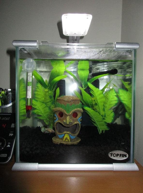 Two plants in a 2.6 gallon Betta tank.