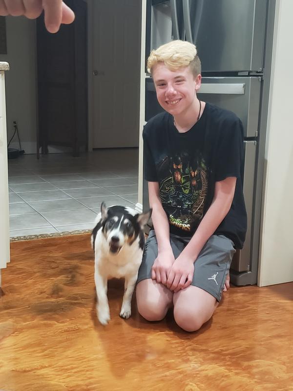 Bruiser is 15 years old. Jack Russell