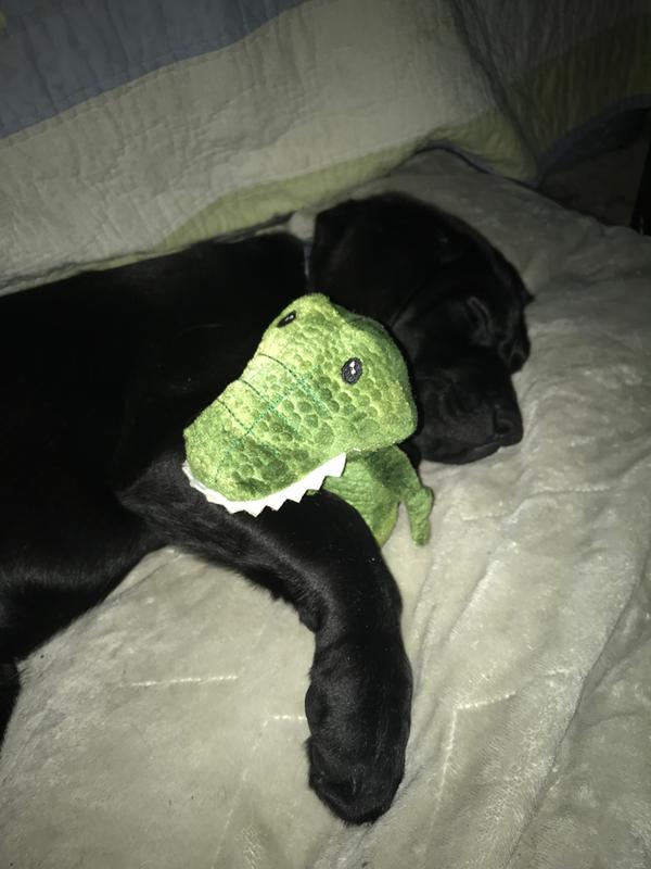 Loves his toy so much!