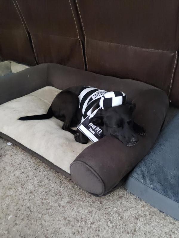 Bad dog
