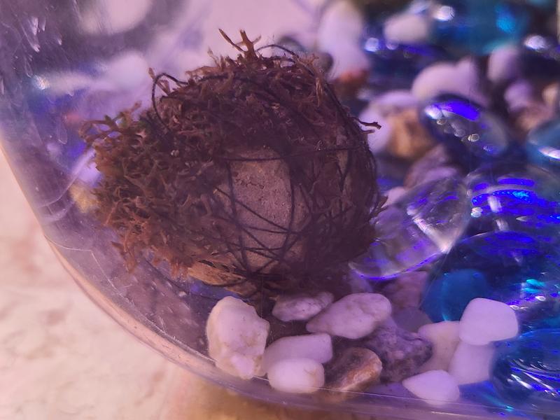 Fluval® Artificial Aquarium Moss Ball, fish Artificial Plants