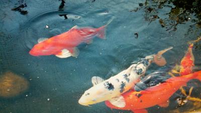 Koi Pond Lompoc CA
