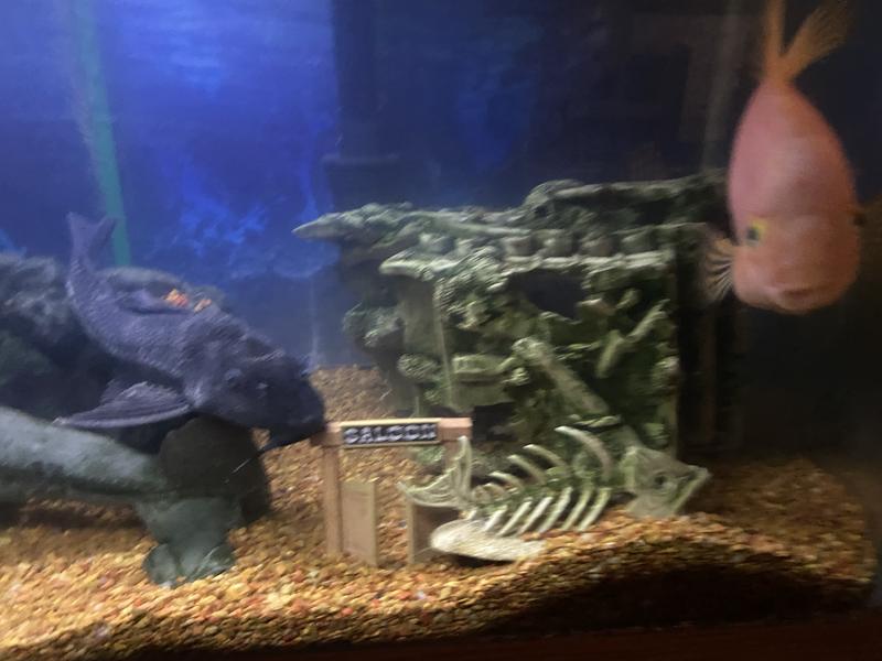 Small for my tank