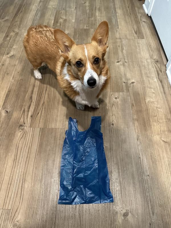 Corgi for scale. These bags are big!
