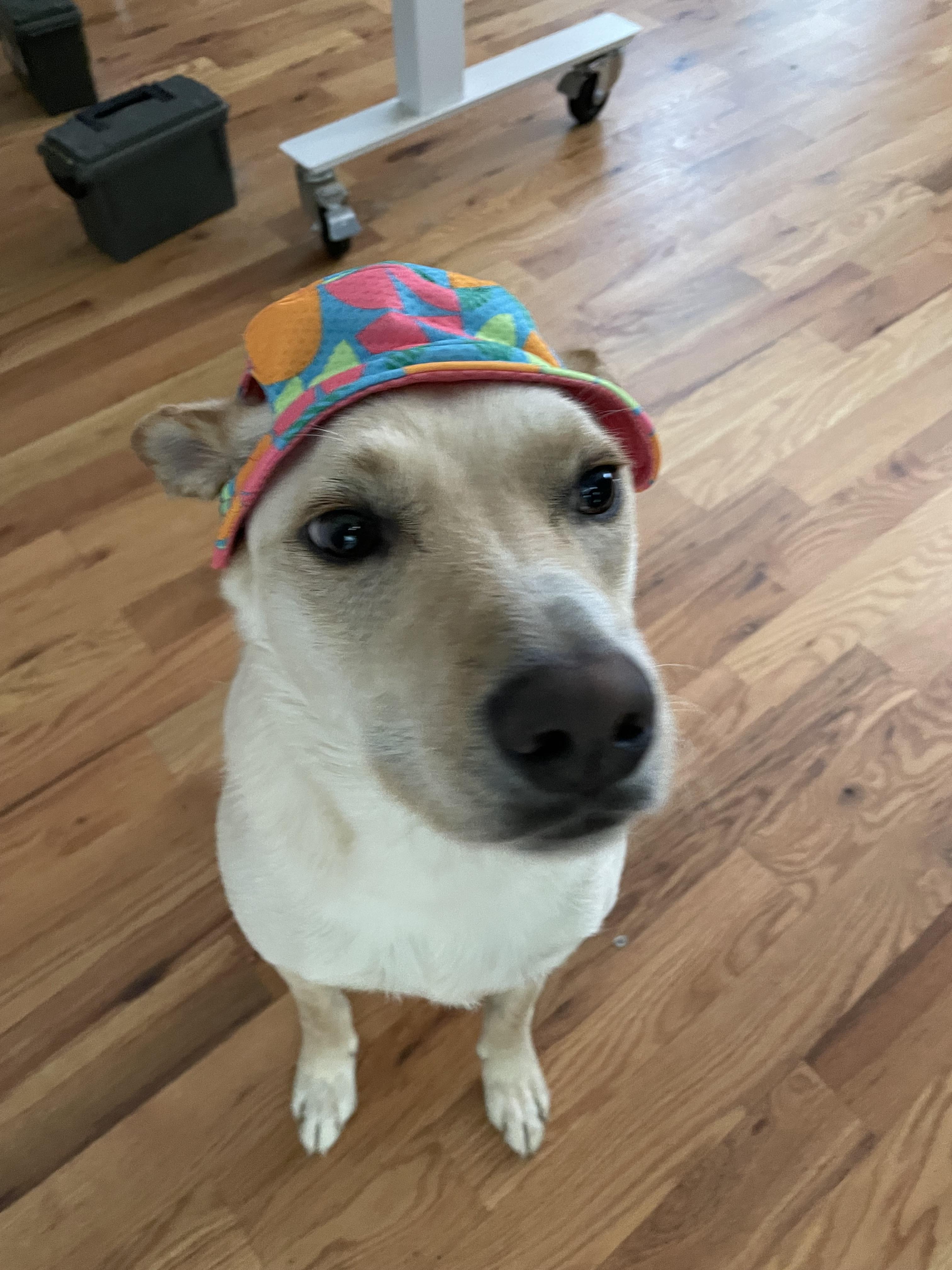 Propeller fashion hat for dog