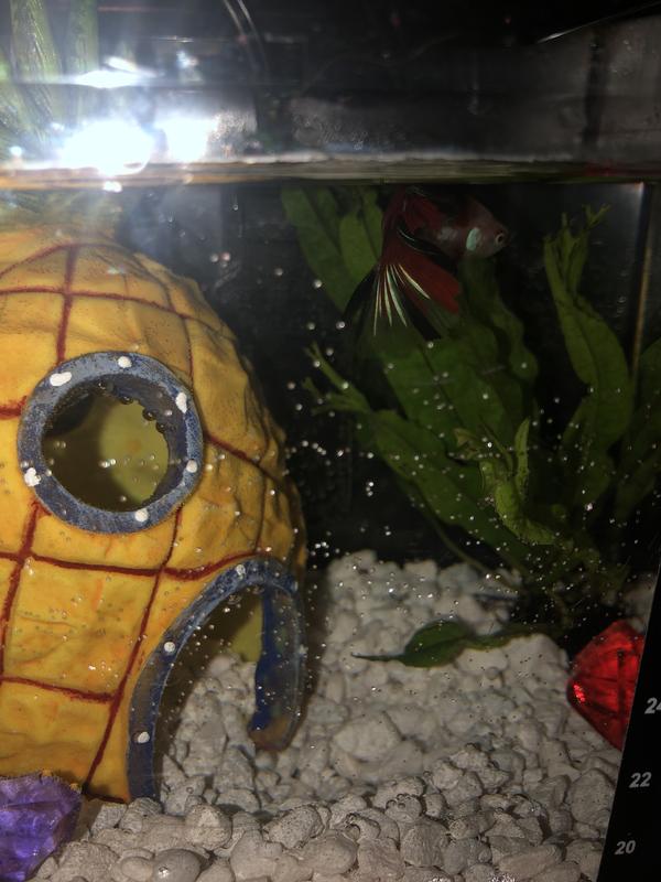 Poor betta