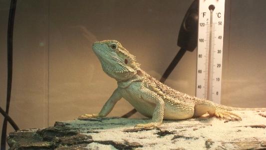 T Rex Small Reptile Comfort Leash Petco