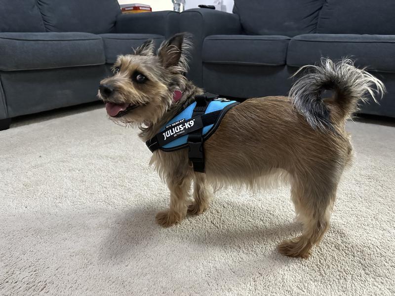 Julius k9 hotsell harness mini