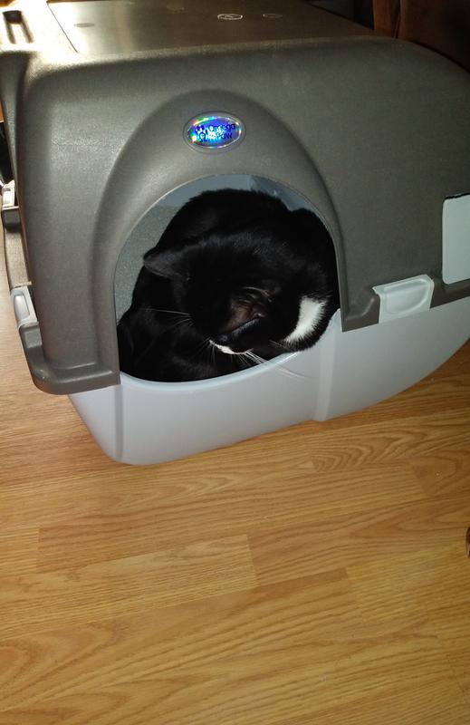 He went straight in it. He is 13 pounds and there was still a lot of room in it.