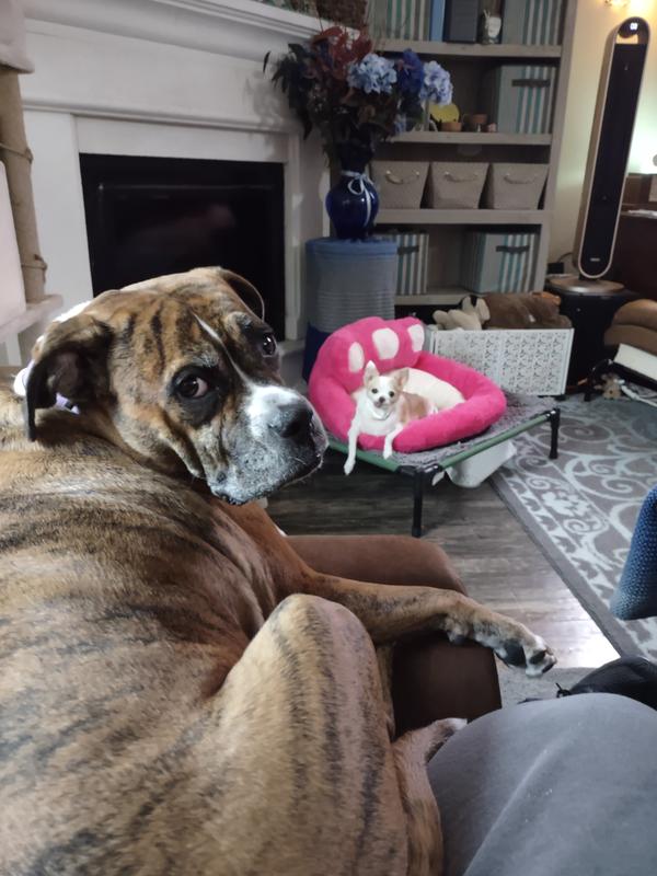 Our dog