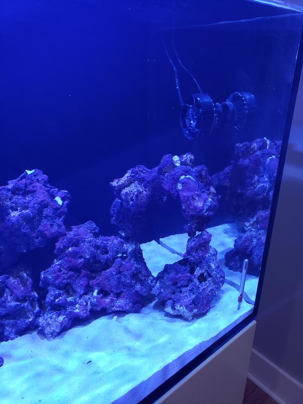 Live Rock - Real Reef Arches – Carolina Aquatics