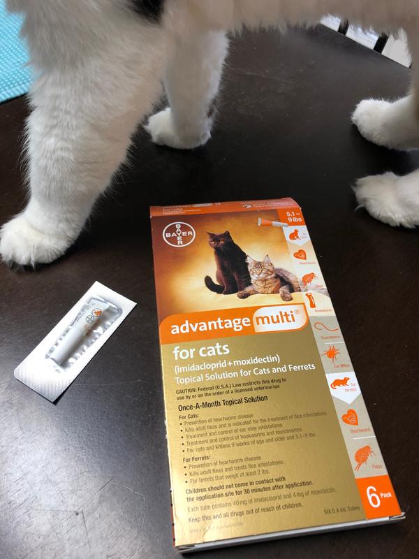 Advantage multi 2025 for cats petco