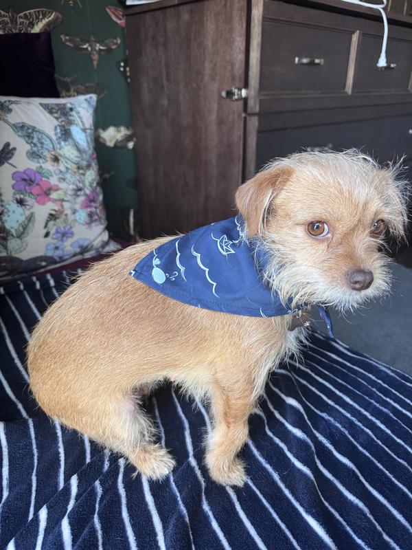 9 lb dog