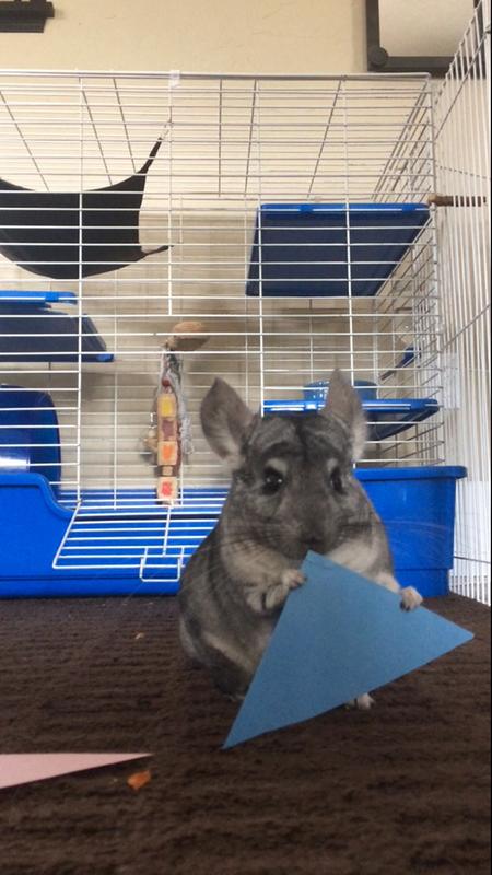 chinchilla for sale petco