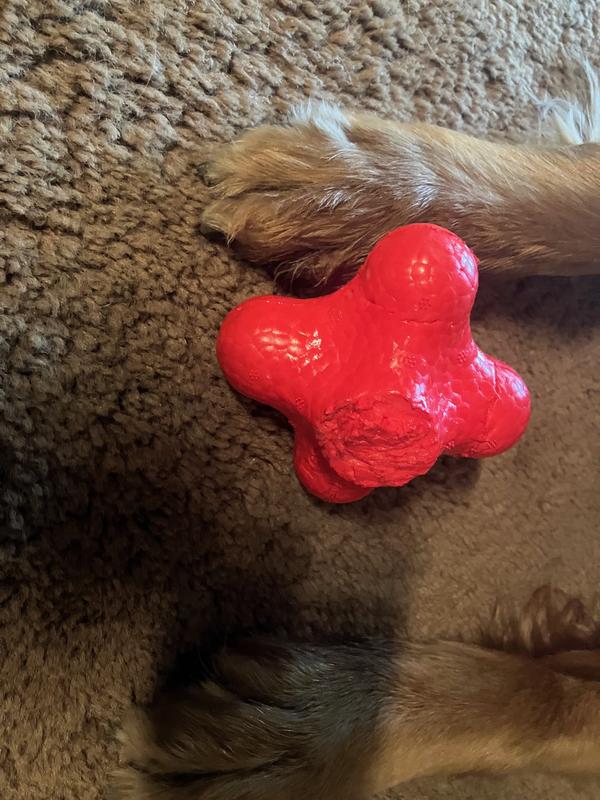 Rusty playing with and ultimately destroying the red erratic ball toy