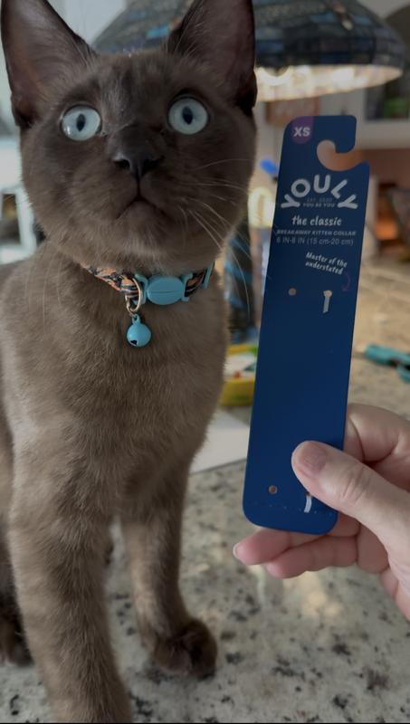 Harry posing with his new Youly collar