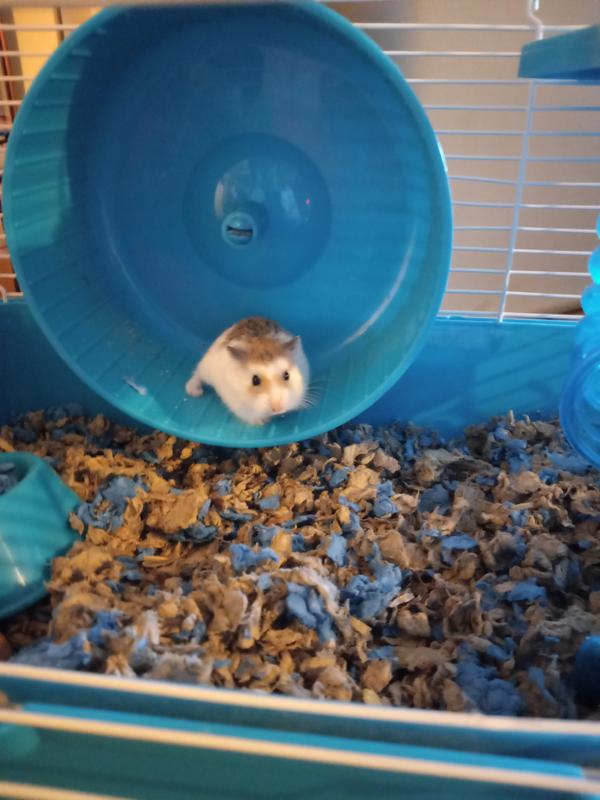 Hamsters for sale outlet at petco