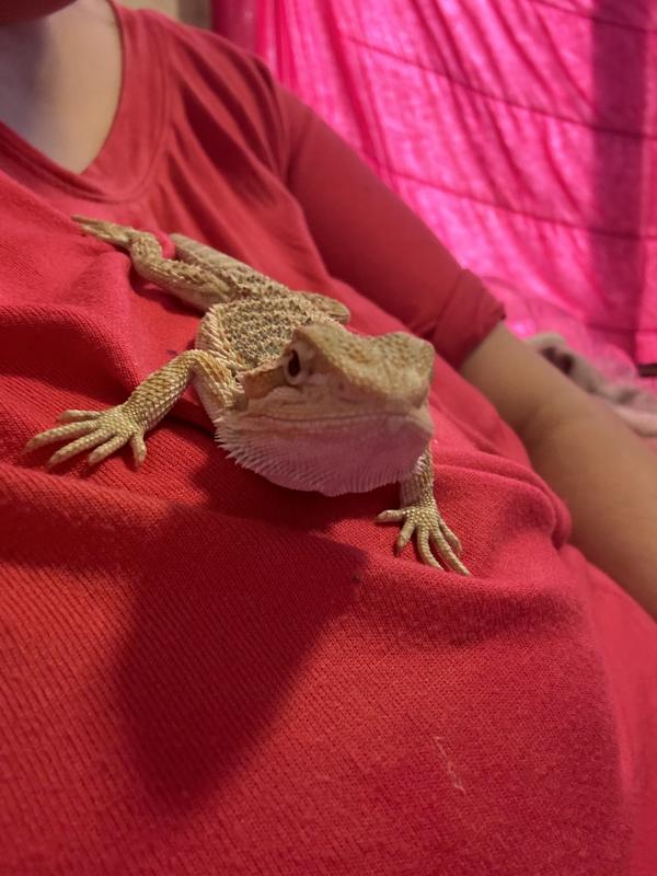 Bearded dragon hot sale for sale petco