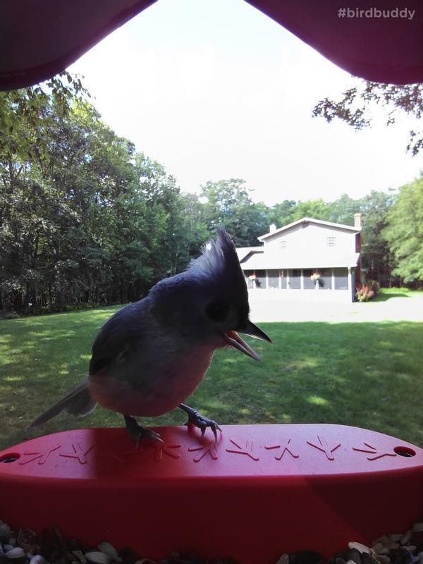 Brown's Bird Lover's Blend Nuts Berries & Bugs Blend Dry Food, 5 lbs.