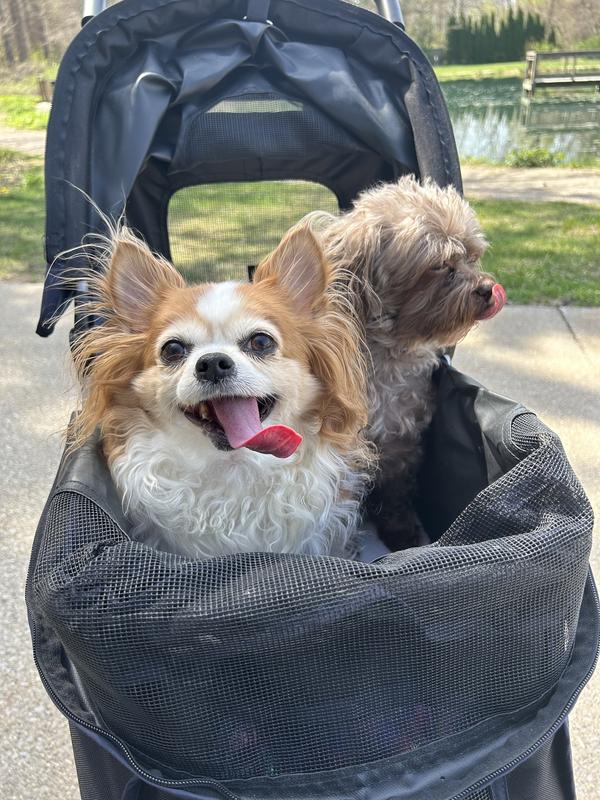 Our Pups taking a ride.