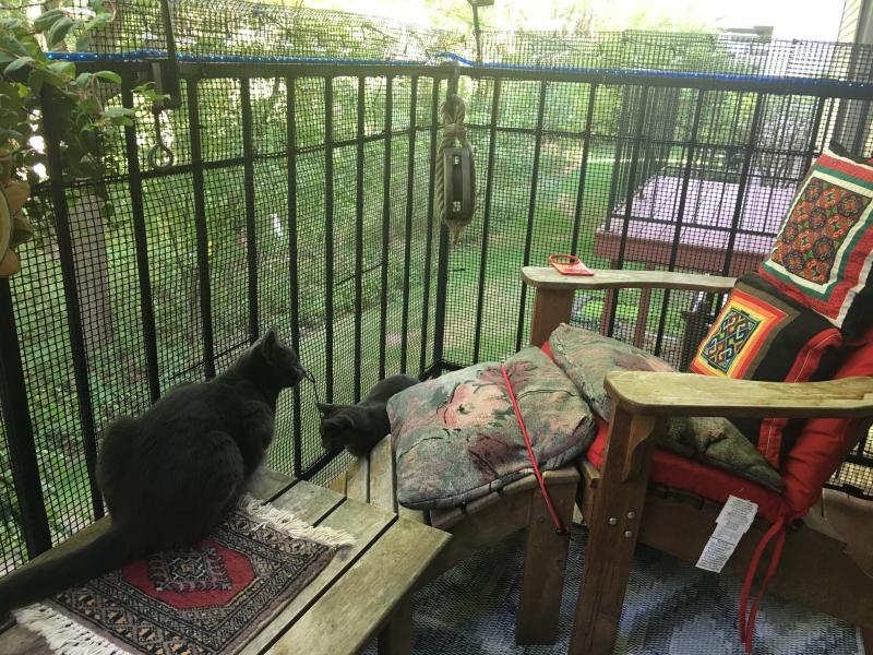 Cardinal Gates Black Heavy Duty Pet Outdoor Deck Netting 0.02 L X 15 W X 36 H Petco