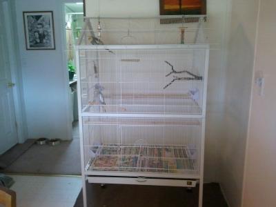 Plenty of room for Cockatiels