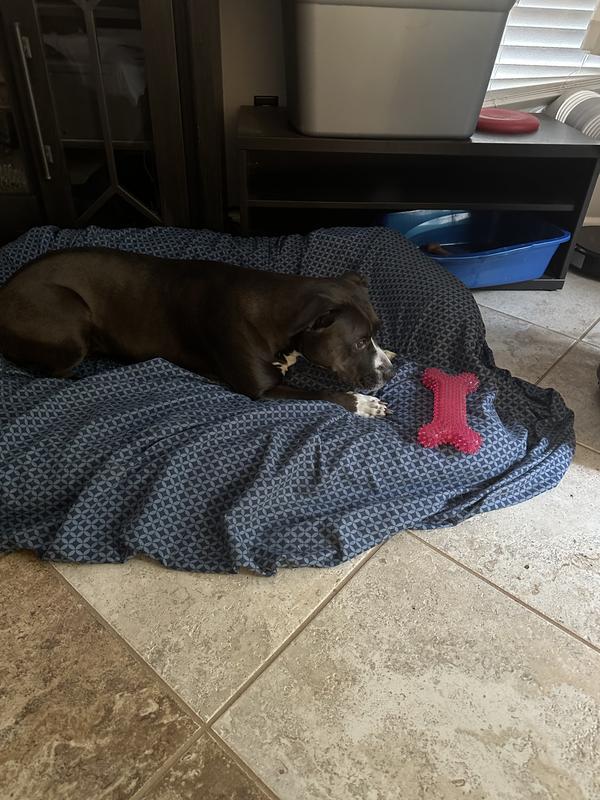 Took it to her bed, but no interest.