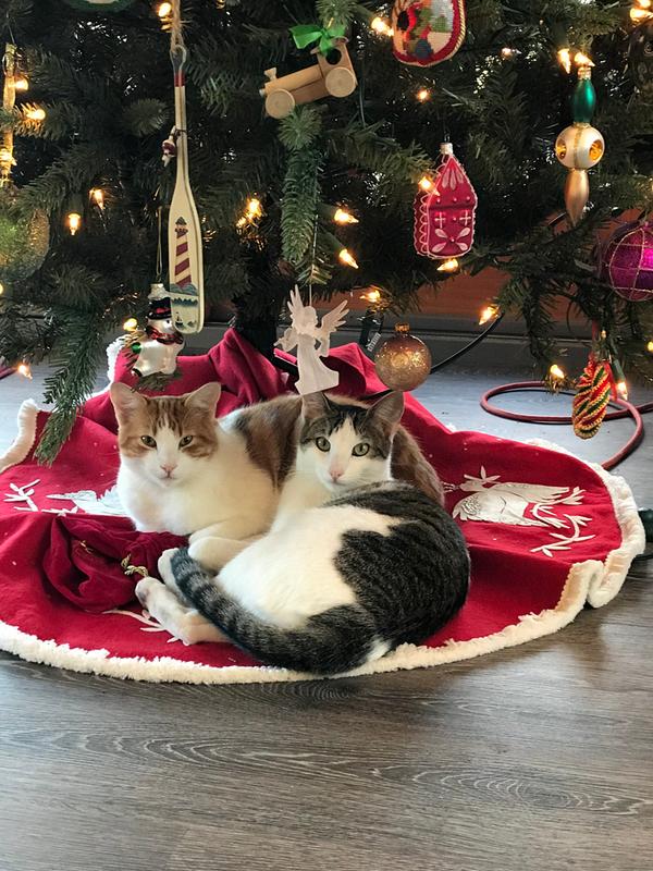 Feline Christmas Pals