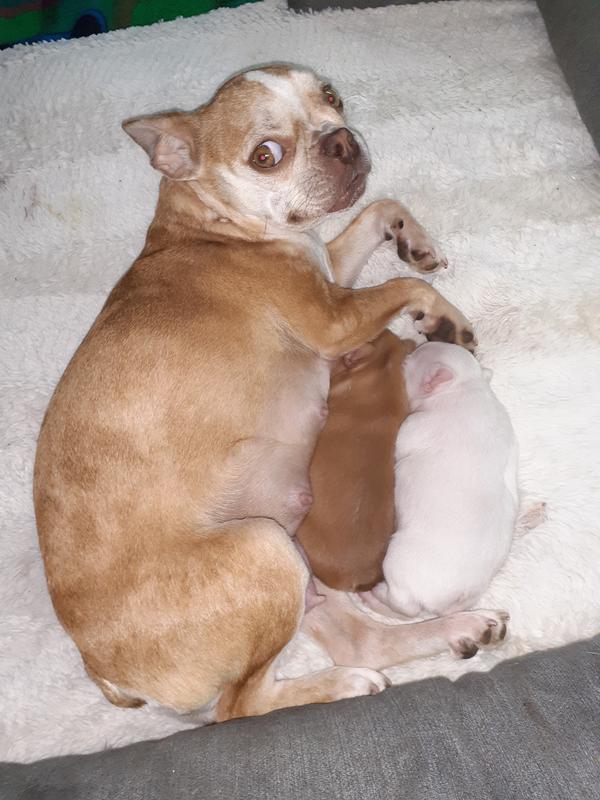 Peaches with her 2 week old puppies