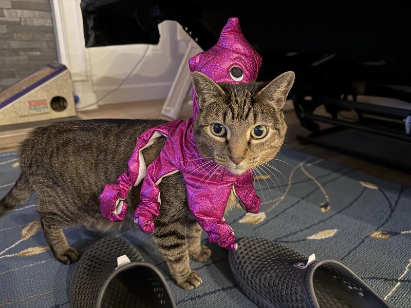 My cat was not a fan.