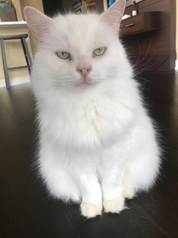 She is 13 years old! Halo keeps her young