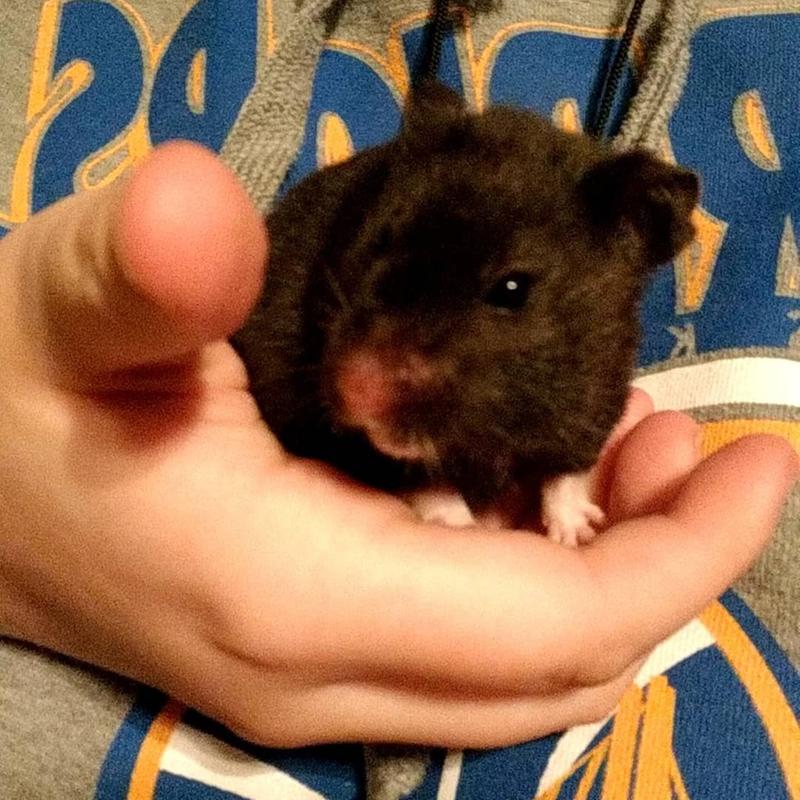 Happy little rat. (hamster)