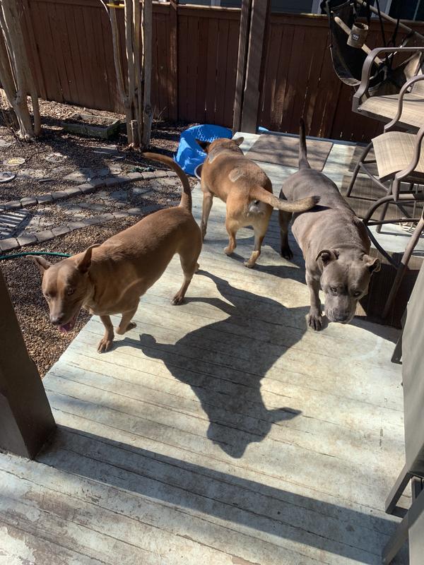 Photos of my 3 fur babies..  One of them was attacked by coyotes and thankfully, his diet of Natural Balance Vegan Dog Food is helping his coat come back beautifully from the wounds.. He's super energized and so happy! #DogIsLove