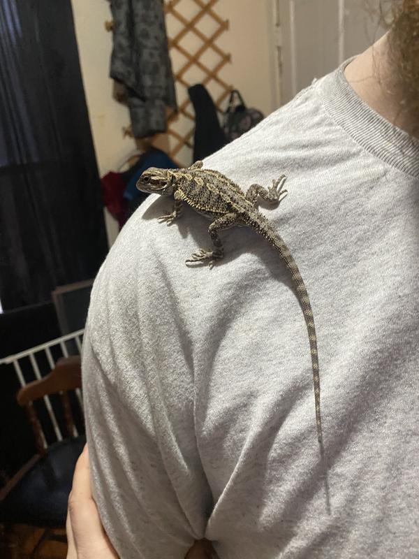 Petco bearded hotsell dragon kit