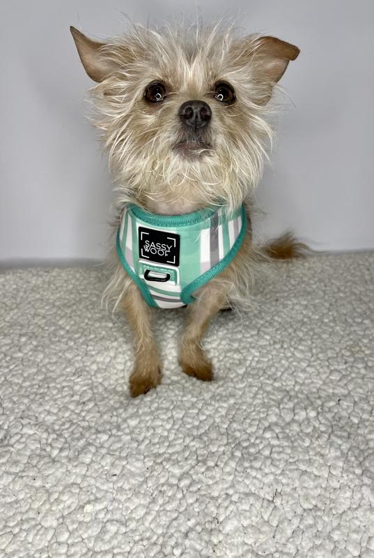 Wag Your Teal reversible harness