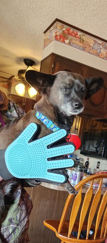 This Dog Grooming Glove Is Just $8 on  Right Now