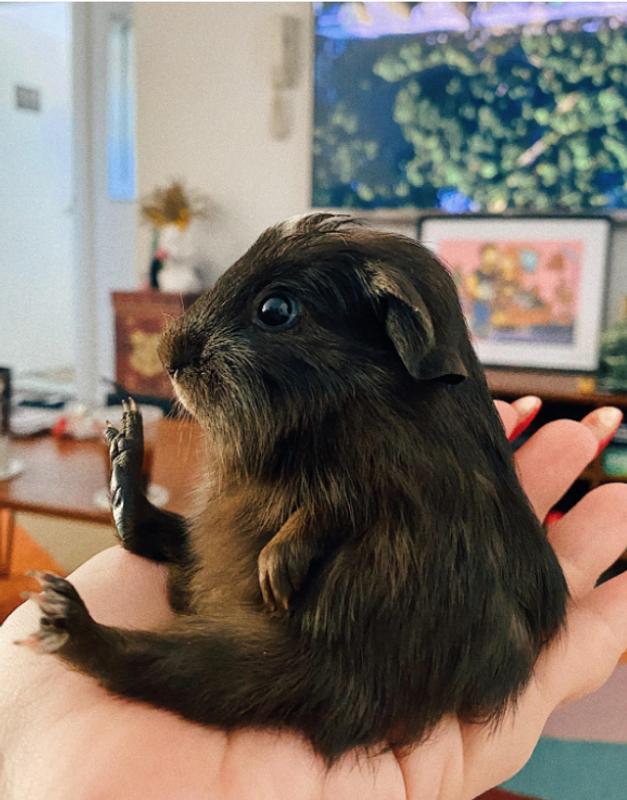 Young guinea pigs for sales sale