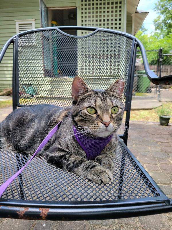 Good2go 2024 cat harness