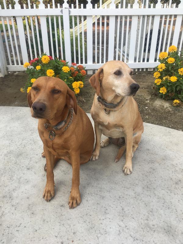Happy dogs